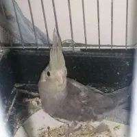 جوجه عروس هلندی