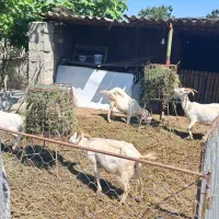 بز سانن شیرده