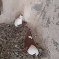 کبوتر کلاغ سرخ