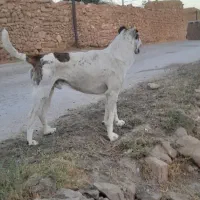 سگ نژاد افغان