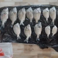 گرگور وطناب لنگر کارنکرده