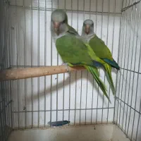 راهب خورشیدی گرینچیک عروس