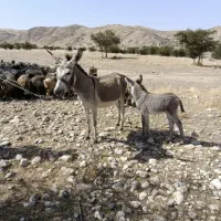 الاغ ماده سواری با کره چهار ماهه
