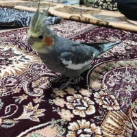 عروس هلندی گمشده