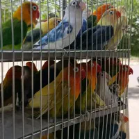 خرید و فروش کوتوله سرلاکی و بالغ