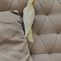 عروس هلندی