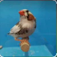 فنج زبرا