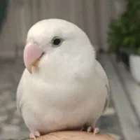 طوطی برزیلی سفید رنگ گم شده