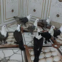 کبوتر