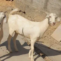 بزغاله سانن مهران
