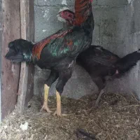 خروس لاری