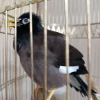 مرغ مینای سرحال و دستی