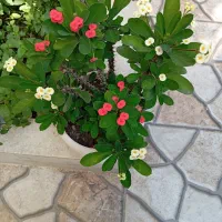 فروش سیم کارت شخصی