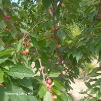 باغ ۱۸۰۰متری