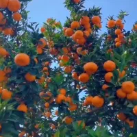 کود ارگانیک فروت ست محلول ۱۴ عنصر مغذی کروا|گل و گیاه طبیعی|کرمان, |دیوار
