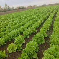 کاهو روغنی درجه ا