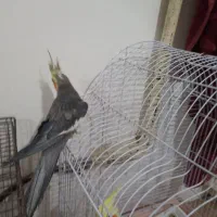 عروس هلندی پیدا