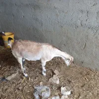 بزصلاله  دوقلوزا