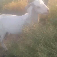 بز دورگ سانن تازه دودندون شده الان شیرداره