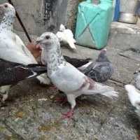دسته کبوتر غروب بازی