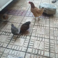 مرغ تخم گذار