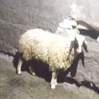 شک سنجابی ماده گوسفند بره قوچ