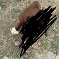 بره افشار