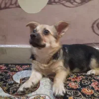 واگذاری سگ شیواوا