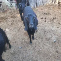 فروش یک عدد بز برا داشتی