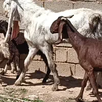 ۱۵تا بز و کهره پازن گلابی و یه کهره نر۳۵ کیلیوبی