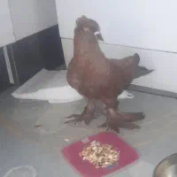 کبوتر