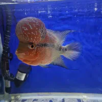 ماهی فلاور وارداتی به همراه وسایل