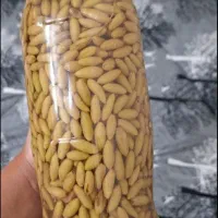 قوره شور