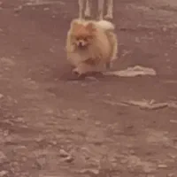 سگ پامرخرسی نر