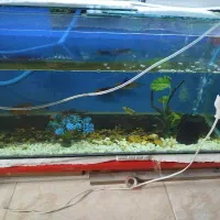 آکواریوم به همراه ماهی کوی و تاپ فیلتر و بیو فیلتر