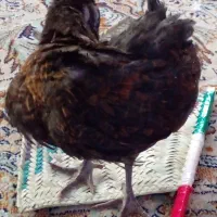 جوجه گم شده به رنگ سیاه سن۳ ماه