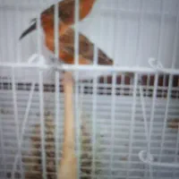 پرنده آوازه خوان