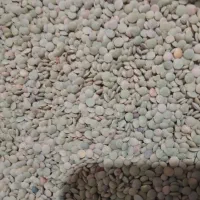 عدس