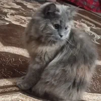 گربه پرشین اسکاتیش