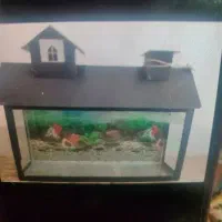 اکواریوم