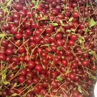 البالو.آلبالو درجه 1