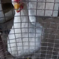 سه عدد خروس 4 ماهه