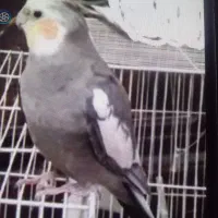 گمشده