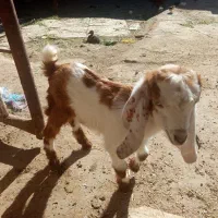 بز  درجه یک نر شیری وعلف خور