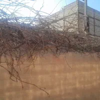 هرس درخت انگور