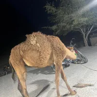 شتر نر  یک سال نیم