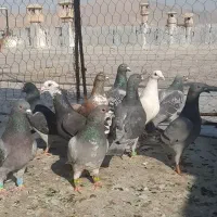 پرنده