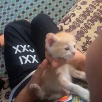 گربه