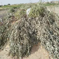 کاه جو امسالی