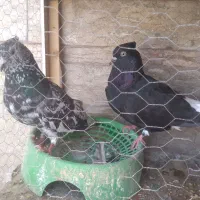 کبوتر دمسفید